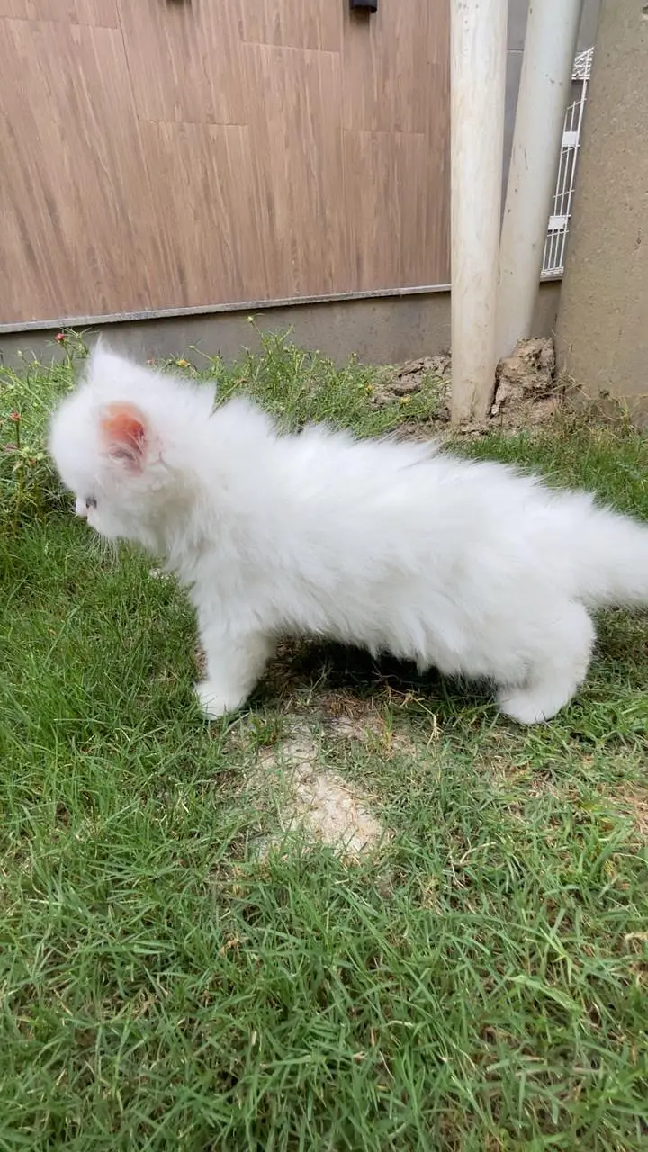 white pure persian kittens — photo 3