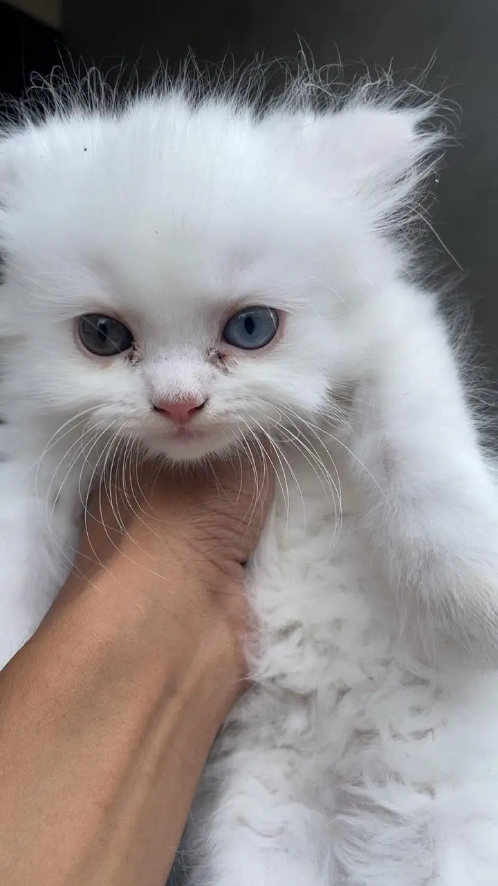 white pure persian kittens — photo 4