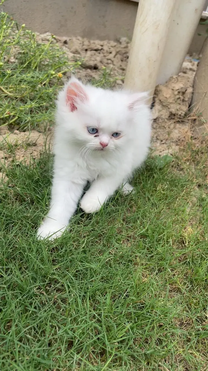 white pure persian kittens — photo 5
