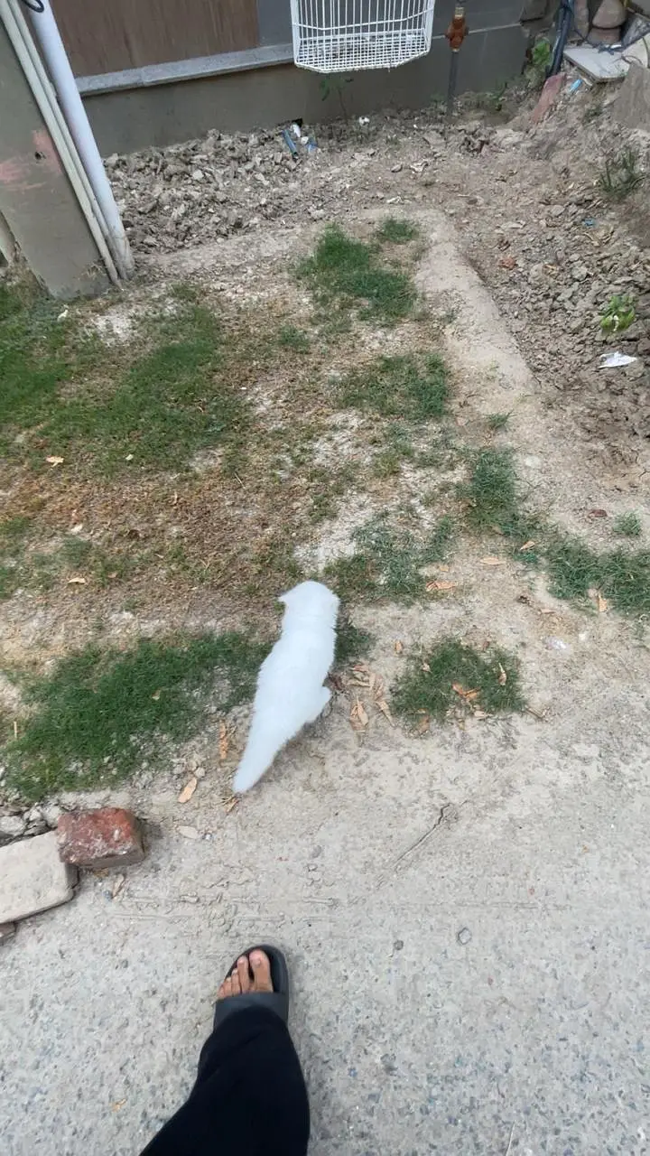 white pure persian kittens — photo 6
