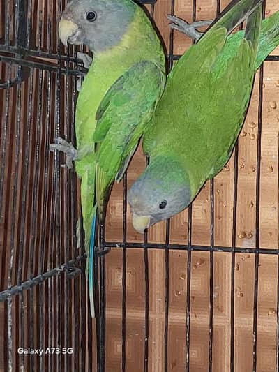 2 plumn head females. very active