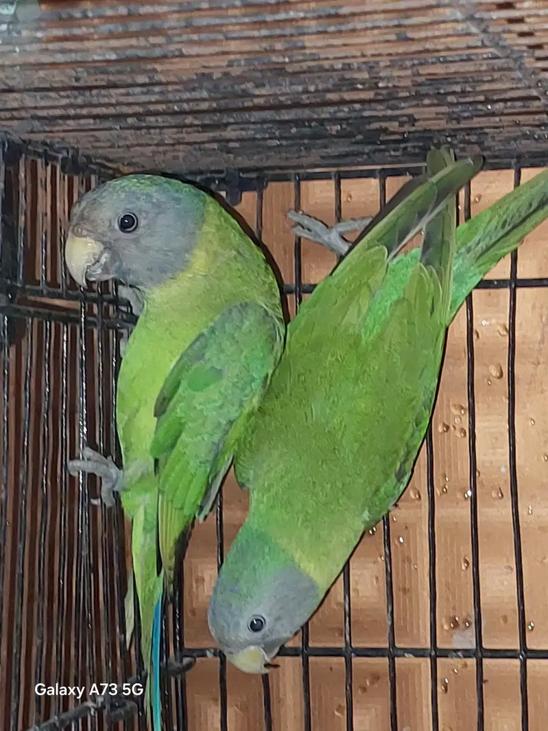 2 plumn head females. very active — photo 2
