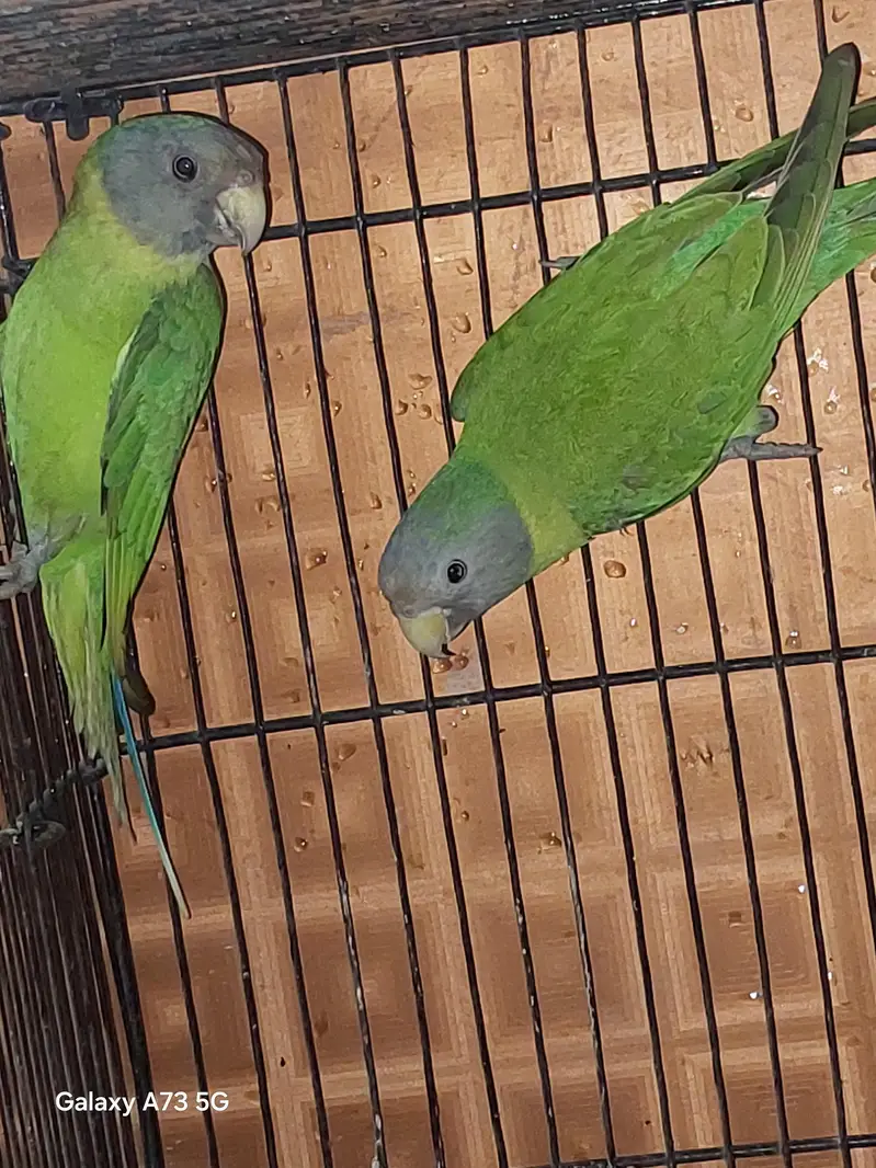 2 plumn head females. very active — photo 3