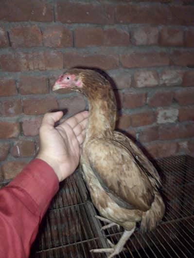 Sindhi Aseel Murga Aur Mianwali Murgi
