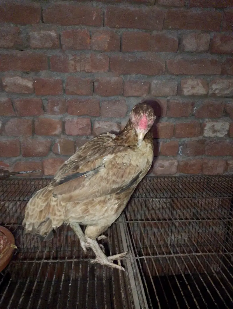 Sindhi Aseel Murga Aur Mianwali Murgi — photo 3
