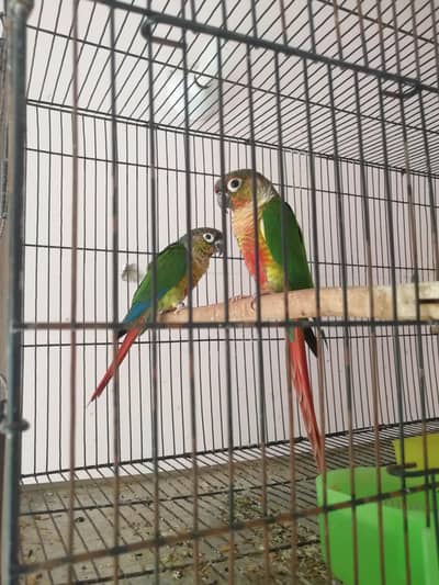 Yellow Sided Red Factored Conure Pair