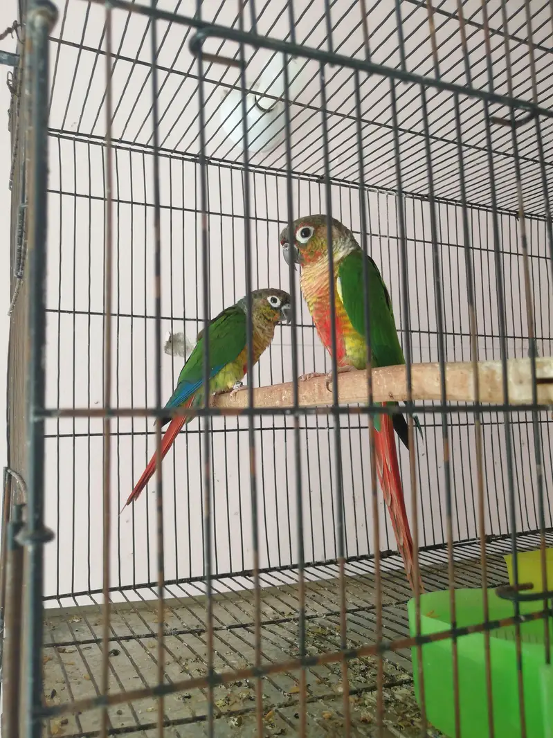 Yellow Sided Red Factored Conure Pair — photo 2