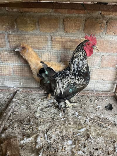 Fence hens pair
