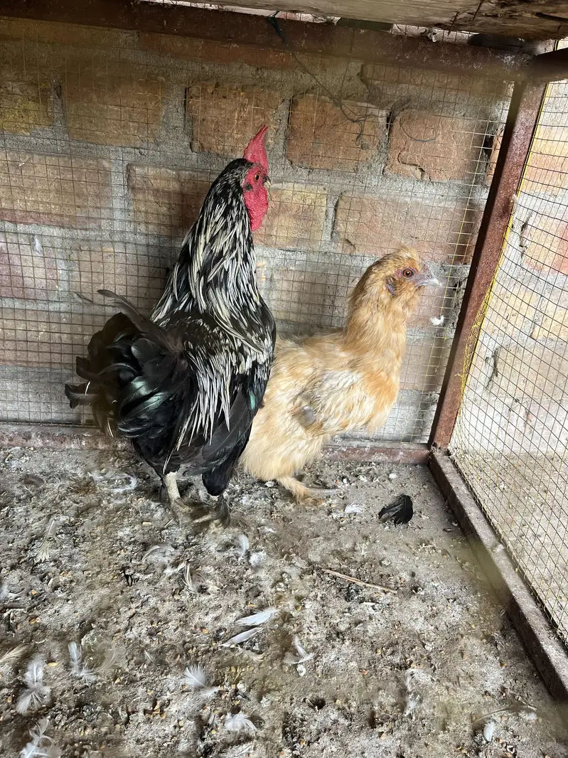 Fence hens pair — photo 2