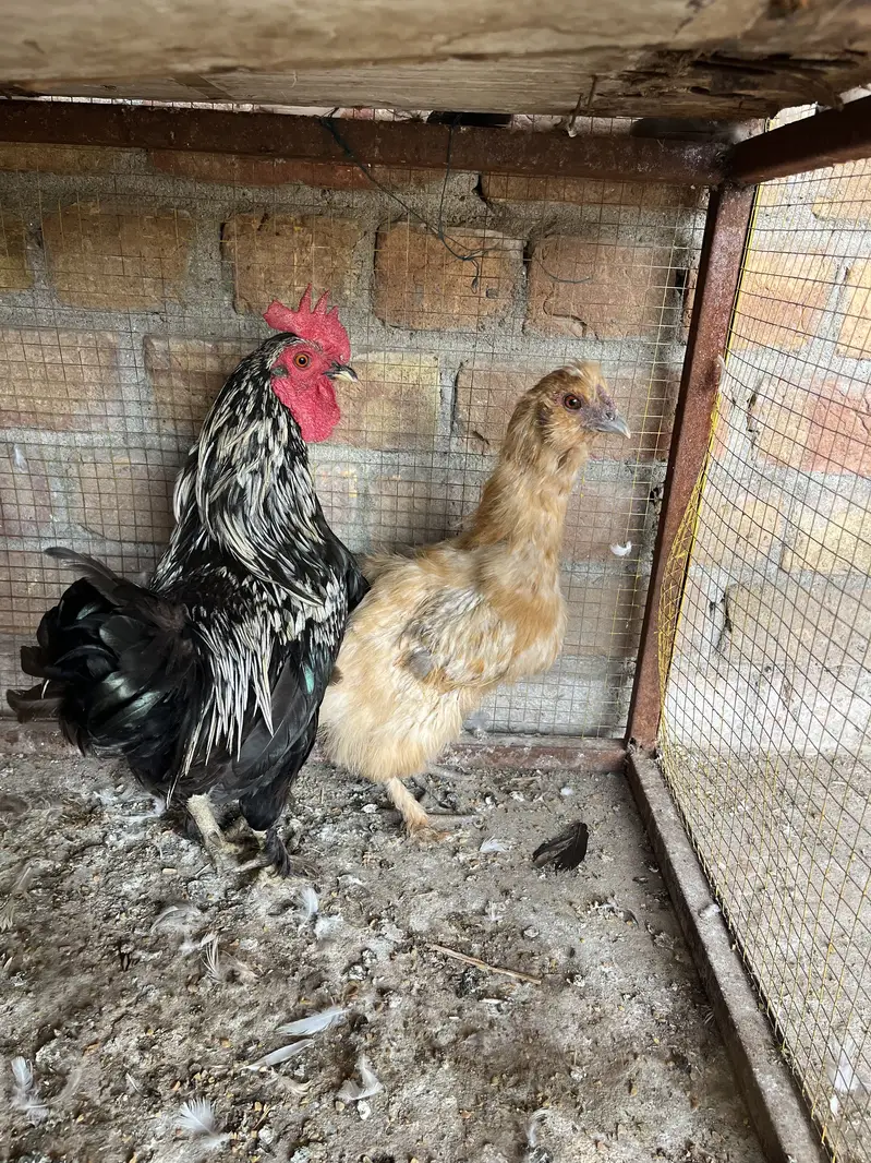Fence hens pair — photo 3