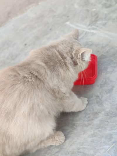Persian male cat