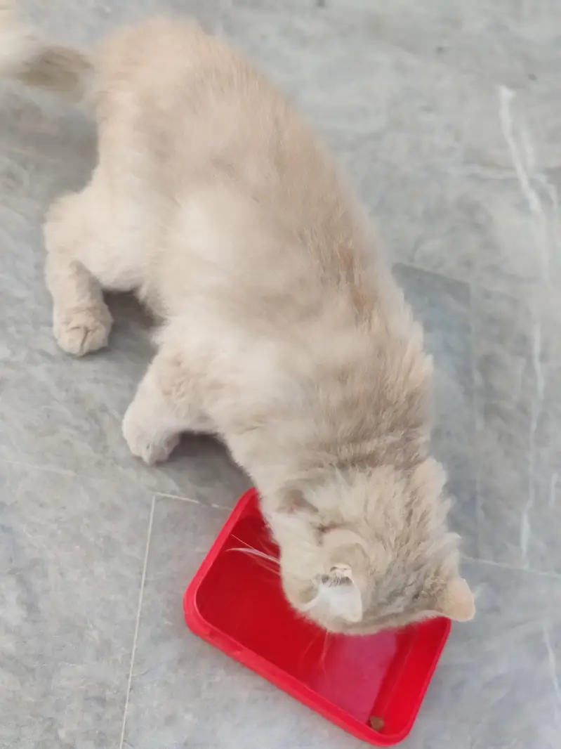Persian male cat — photo 2