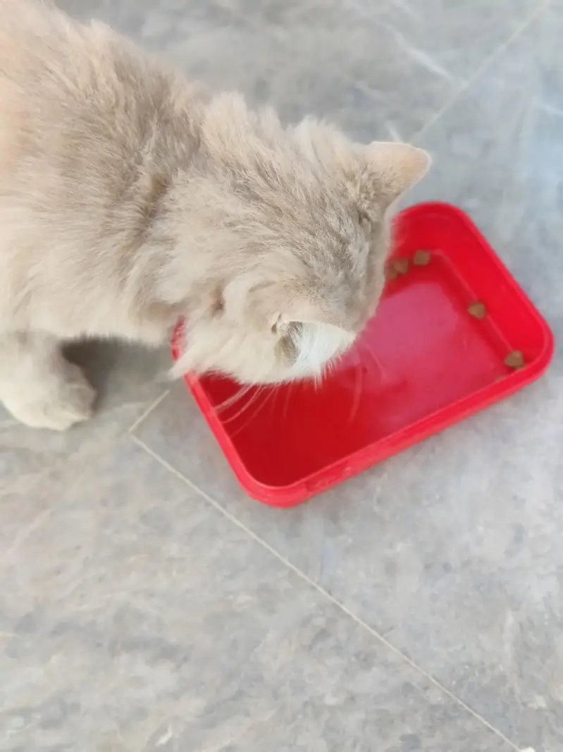 Persian male cat — photo 3
