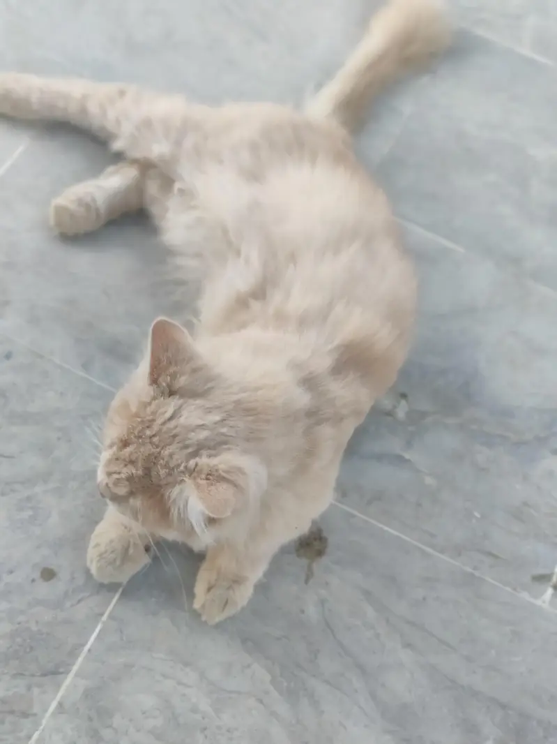 Persian male cat — photo 4