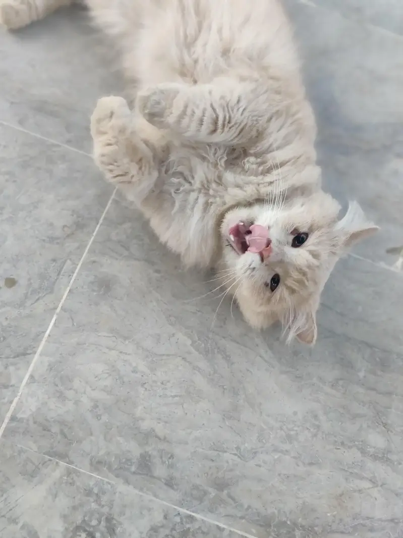 Persian male cat — photo 5