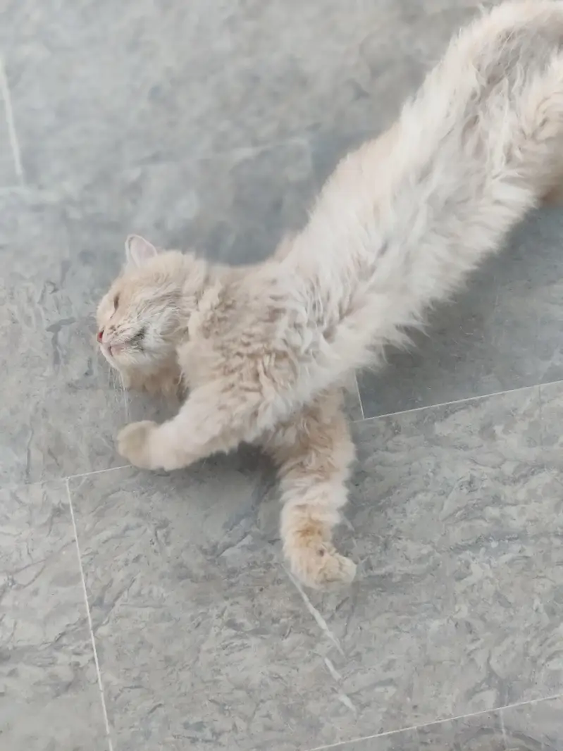 Persian male cat — photo 6