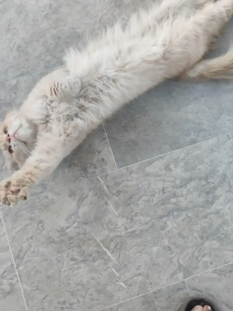 Persian male cat — photo 7