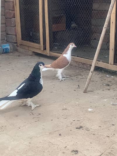 sherazi breeder pair