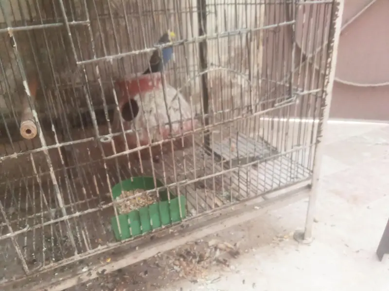 blue l white male, white red eyes female pair — photo 2