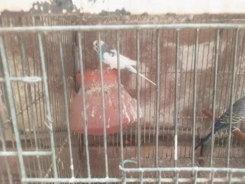 blue l white male, white red eyes female pair — photo 3