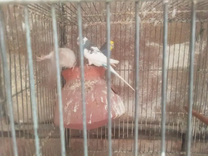 blue l white male, white red eyes female pair — photo 4