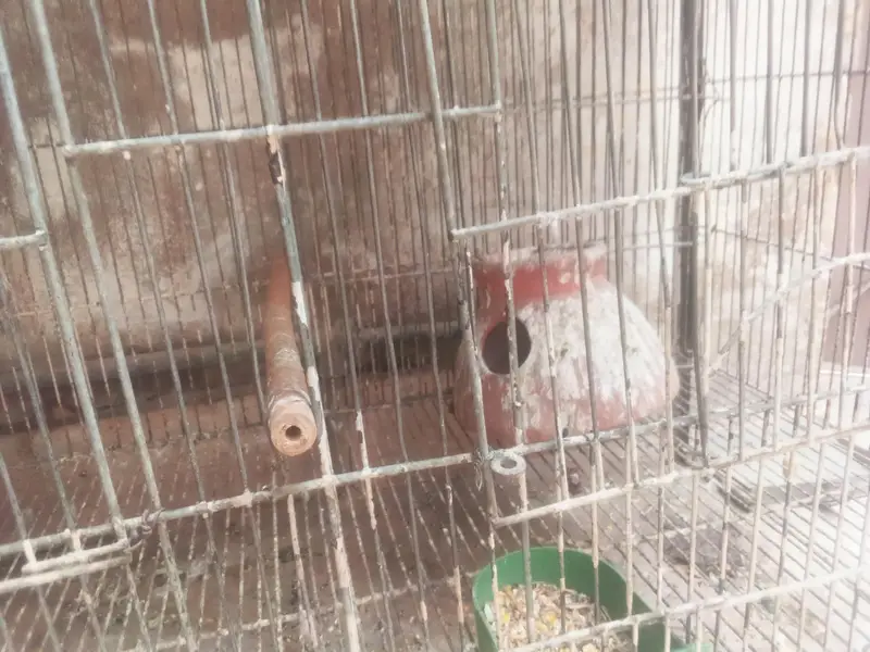 blue l white male, white red eyes female pair — photo 5