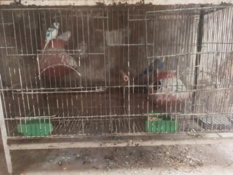 blue l white male, white red eyes female pair — photo 7