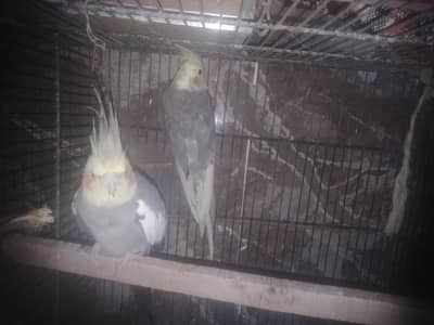 parrot