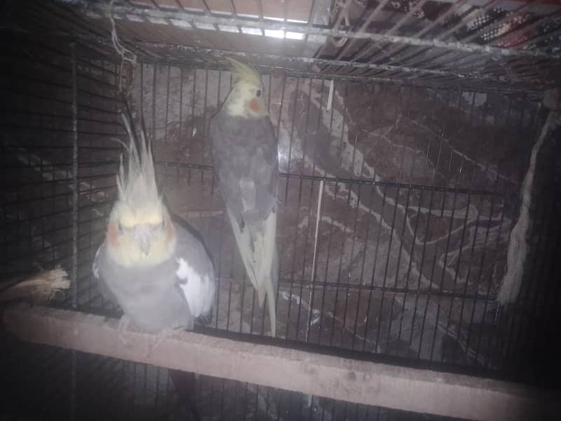 parrot 0