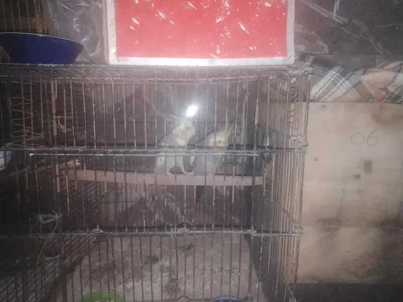 parrot — photo 2