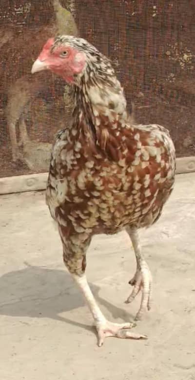 Pure mianwali