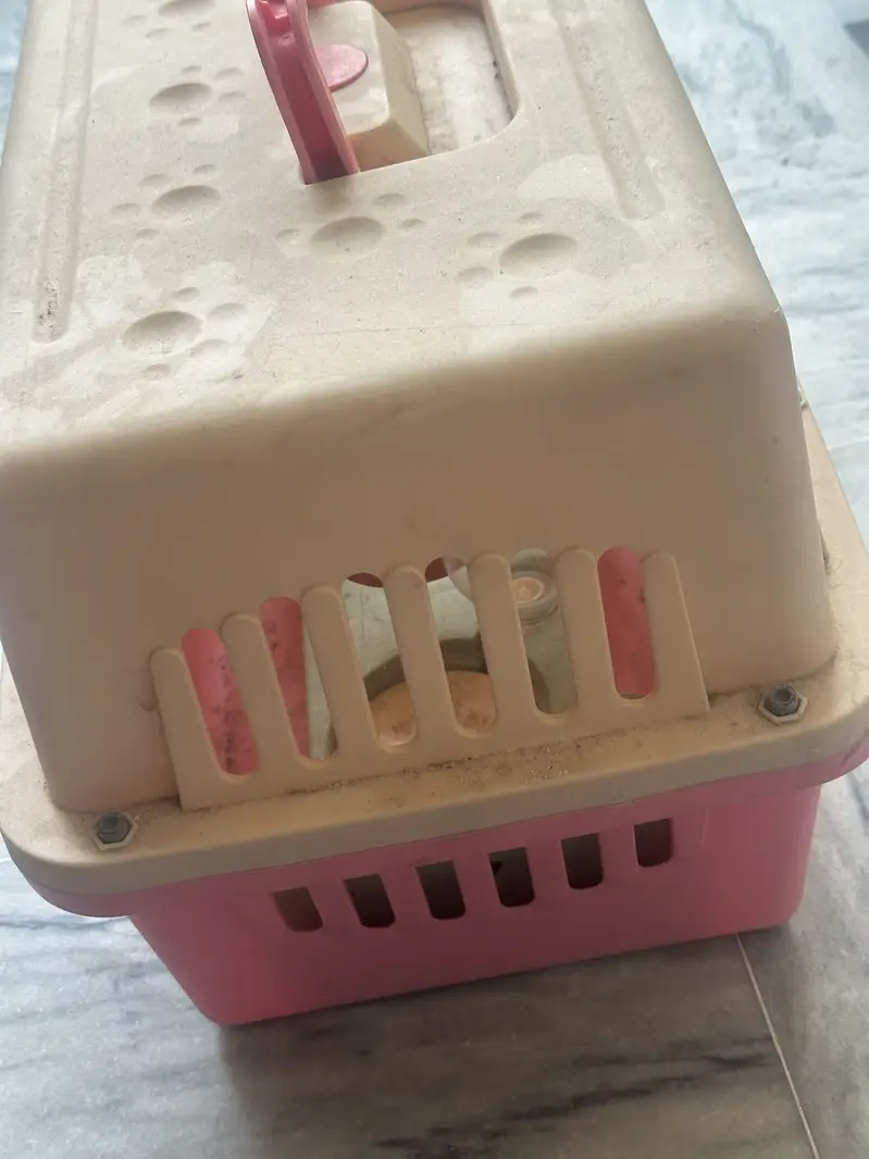 Cat Jet Box Available for sale — photo 4