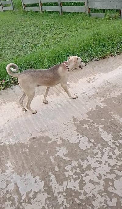Dog g