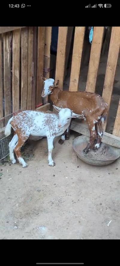 mashallah teddi male kid abluck print