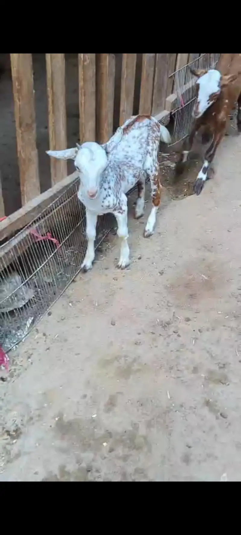 mashallah teddi male kid abluck print — photo 2
