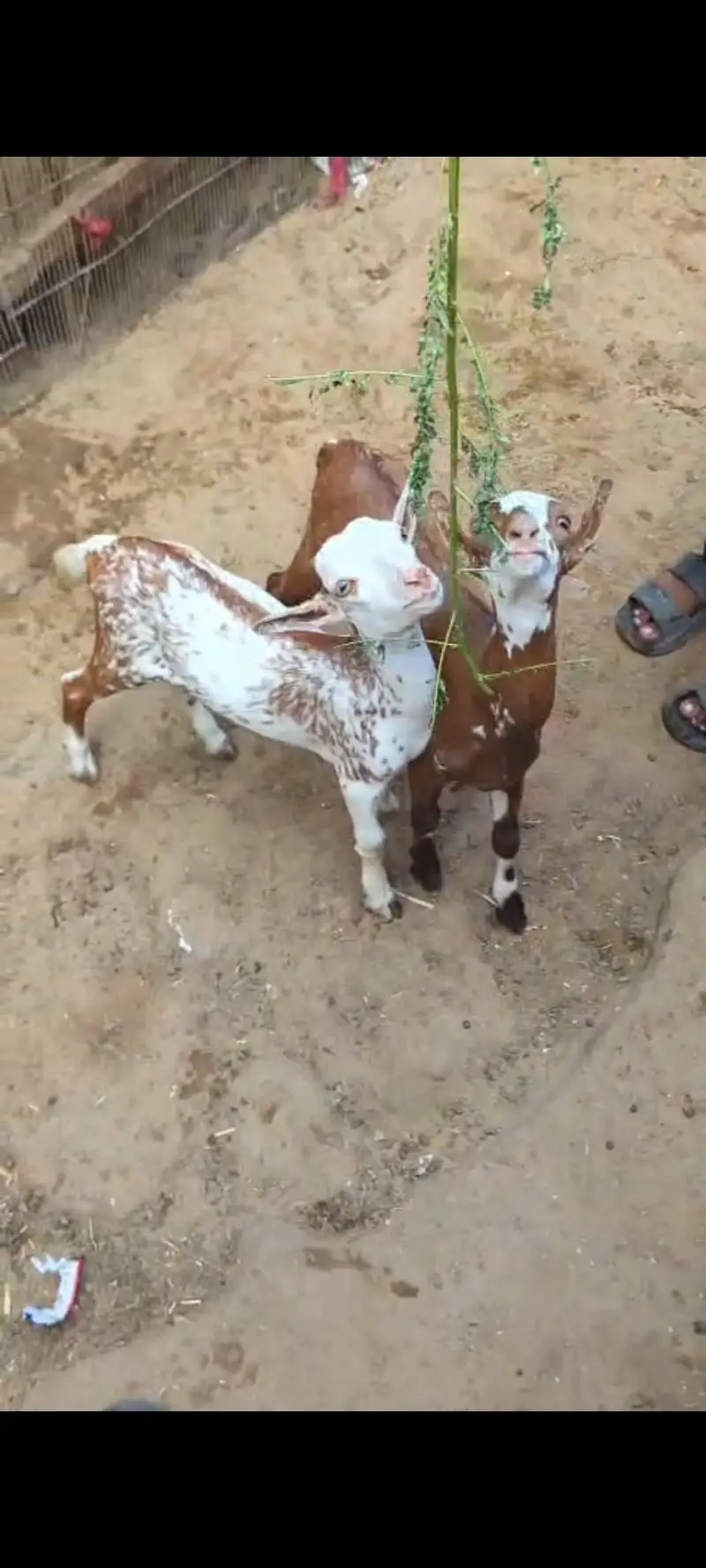 mashallah teddi male kid abluck print — photo 3