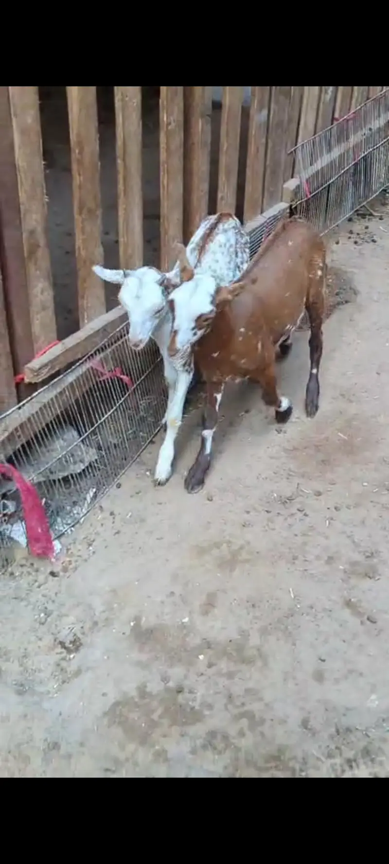 mashallah teddi male kid abluck print — photo 4