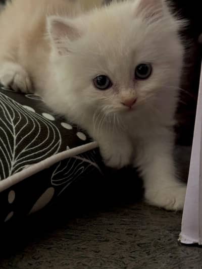 font persian kitten