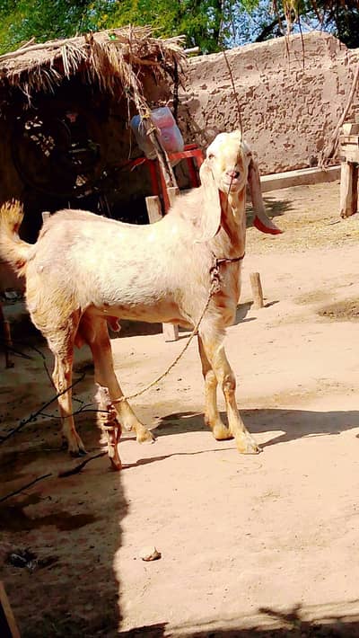 Bakra Desi Makhhi Cheena
