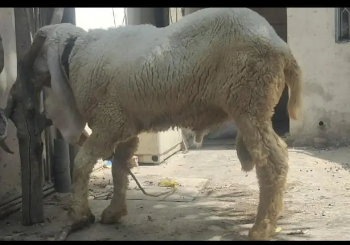 Pure kajhla cheatra — photo 2
