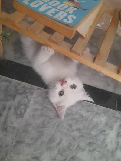 Persian Kitten