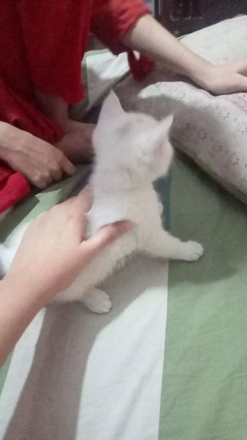 Persian Kitten — photo 2