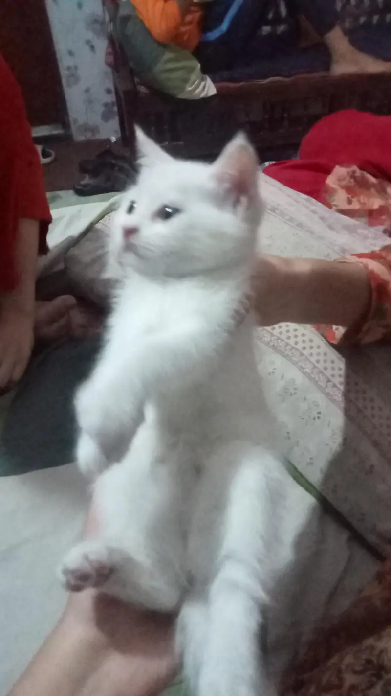 Persian Kitten — photo 3