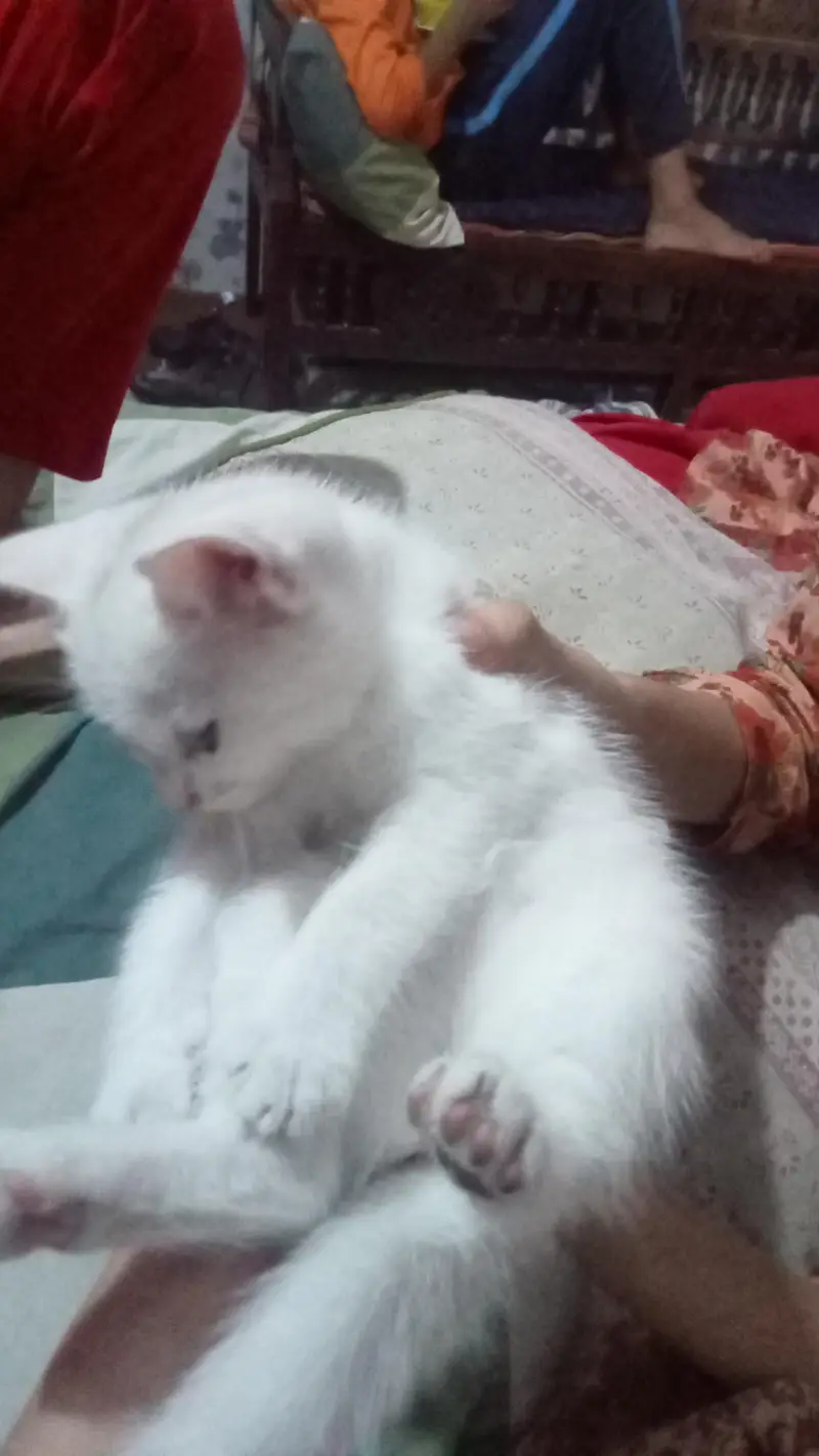 Persian Kitten — photo 4