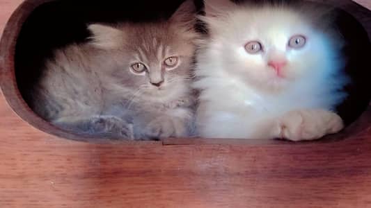 persian cat