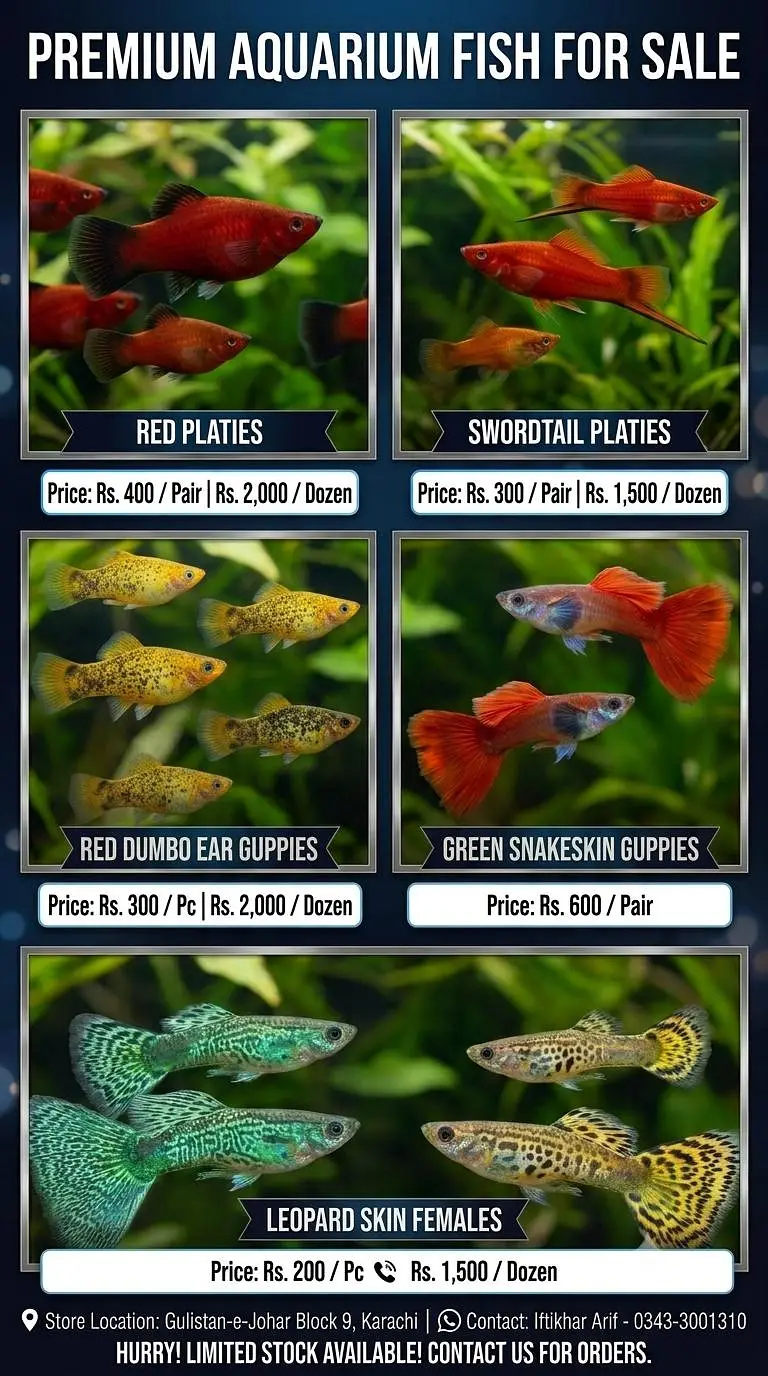 Premium Quality Fancy Guppies and Platies