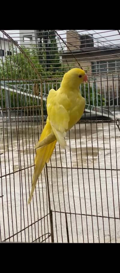 Yellow Ringneck Patha