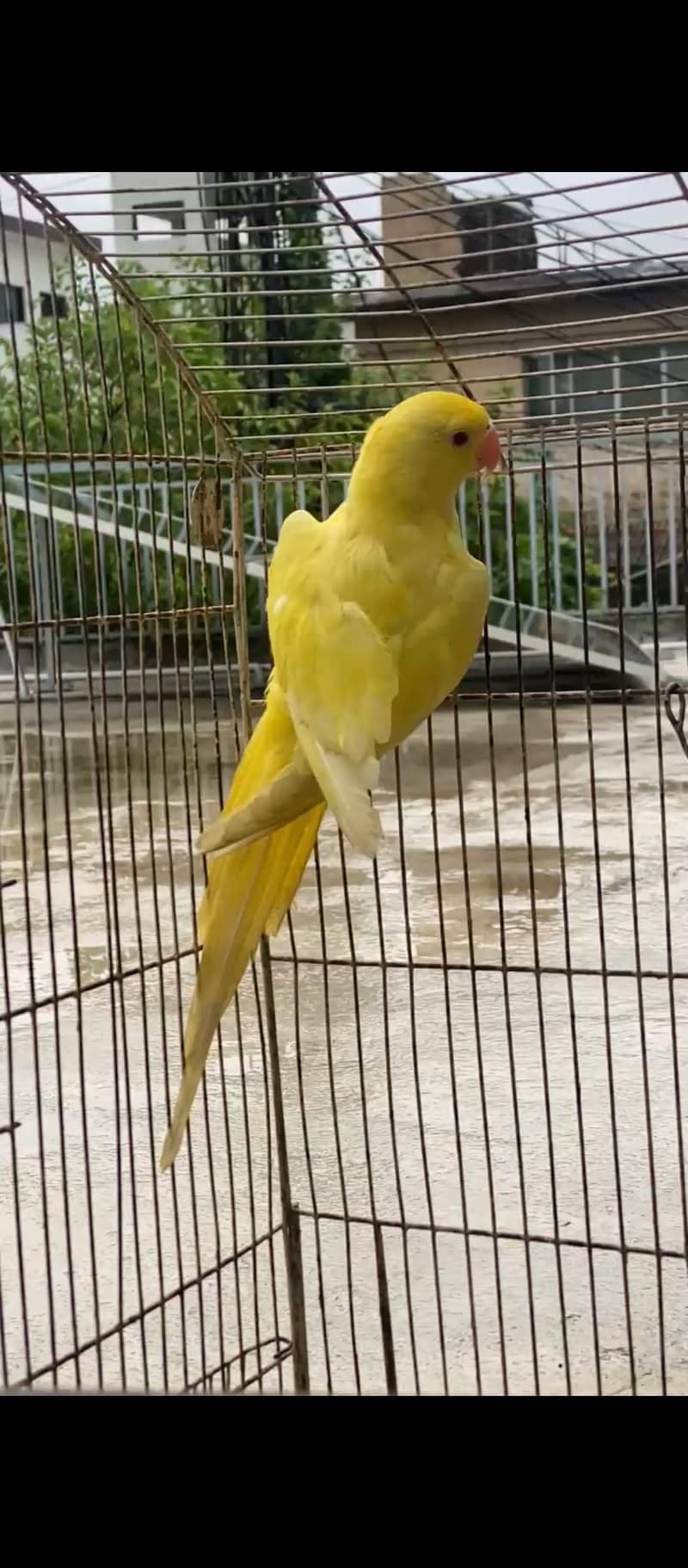 Yellow Ringneck Patha 0