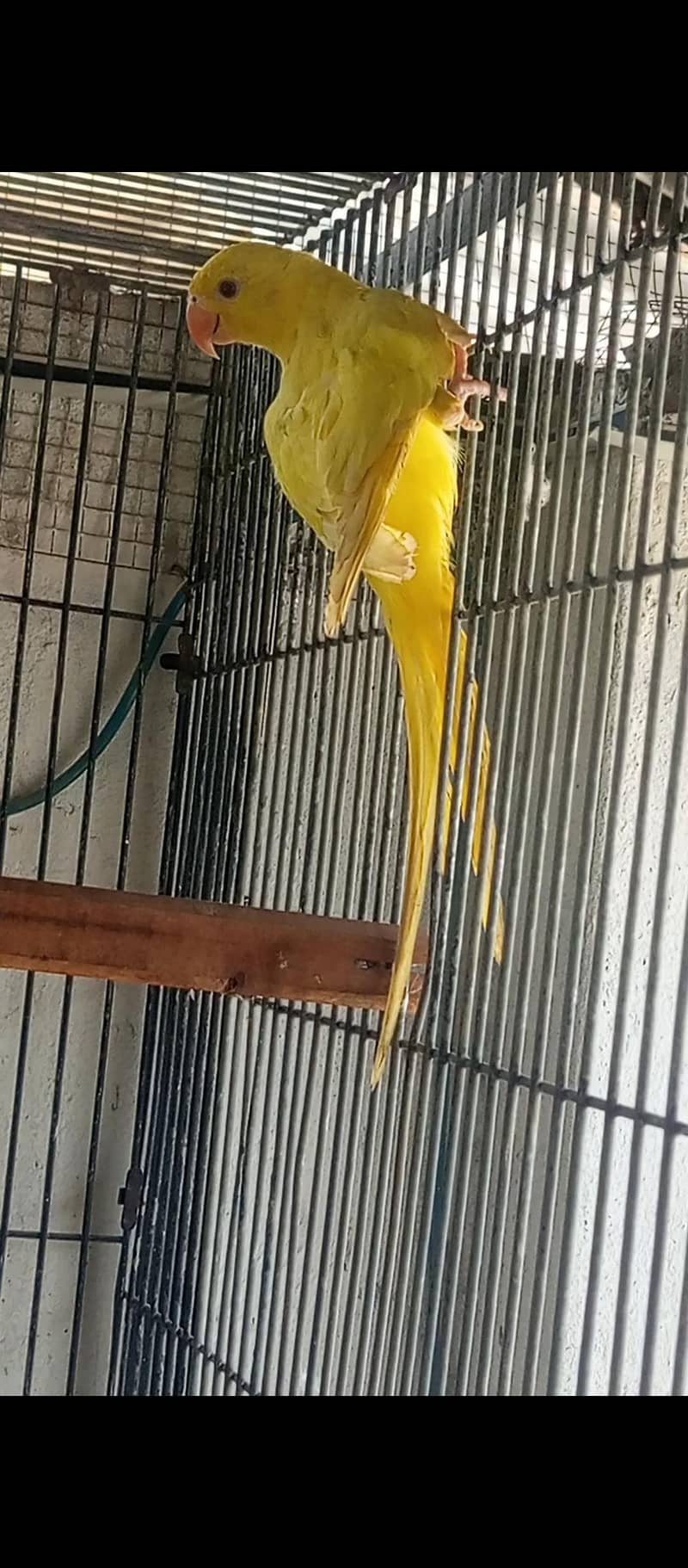 Yellow Ringneck Patha 1