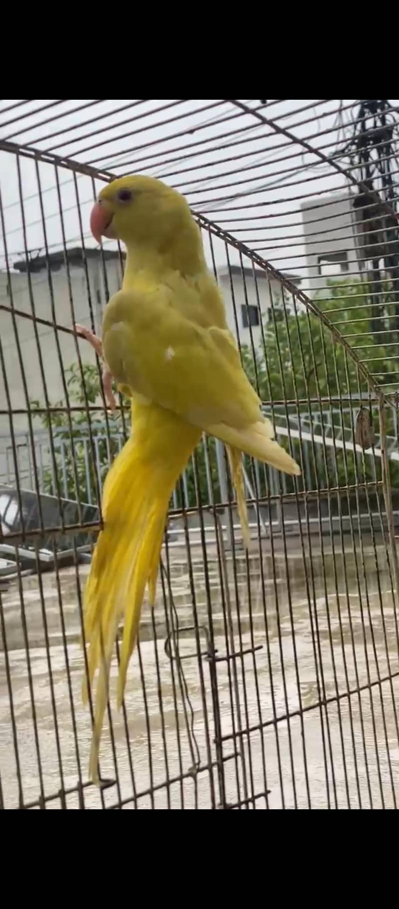 Yellow Ringneck Patha 2
